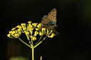 BUITEN BEELD Foto: 385091
