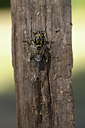 BUITEN BEELD Foto: 385111