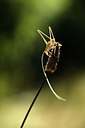 BUITEN BEELD Foto: 385132