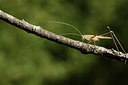 BUITEN BEELD Foto: 385135