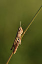 BUITEN BEELD Foto: 385153