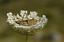 BUITEN BEELD Foto: 385155