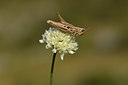 BUITEN BEELD Foto: 385158