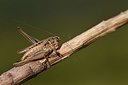 BUITEN BEELD Foto: 385166