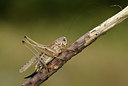 BUITEN BEELD Foto: 385173