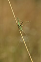 BUITEN BEELD Foto: 385183