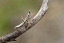 BUITEN BEELD Foto: 385192