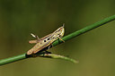 BUITEN BEELD Foto: 385198