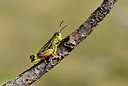 BUITEN BEELD Foto: 385208