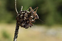 BUITEN BEELD Foto: 385213