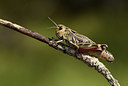 BUITEN BEELD Foto: 385216