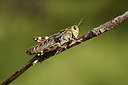 BUITEN BEELD Foto: 385217