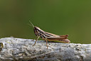 BUITEN BEELD Foto: 385225