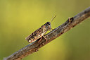 BUITEN BEELD Foto: 385228