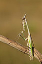 BUITEN BEELD Foto: 385234