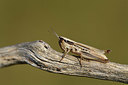 BUITEN BEELD Foto: 385245