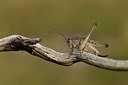BUITEN BEELD Foto: 385247