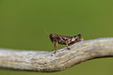 BUITEN BEELD Foto: 385251