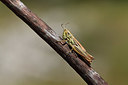 BUITEN BEELD Foto: 385265