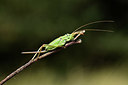 BUITEN BEELD Foto: 385270