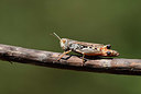 BUITEN BEELD Foto: 385271