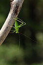 BUITEN BEELD Foto: 385276
