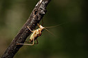 BUITEN BEELD Foto: 385283