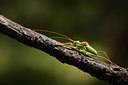 BUITEN BEELD Foto: 385284