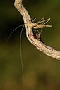 BUITEN BEELD Foto: 385297