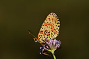BUITEN BEELD Foto: 385307