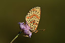 BUITEN BEELD Foto: 385308