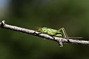 BUITEN BEELD Foto: 385334