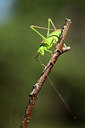 BUITEN BEELD Foto: 385336