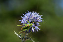 BUITEN BEELD Foto: 385340