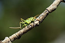 BUITEN BEELD Foto: 385342
