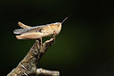 BUITEN BEELD Foto: 385347