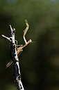 BUITEN BEELD Foto: 385348