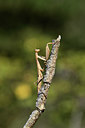 BUITEN BEELD Foto: 385349