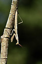 BUITEN BEELD Foto: 385351