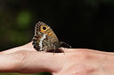 BUITEN BEELD Foto: 385357