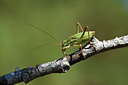 BUITEN BEELD Foto: 385360