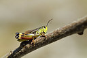 BUITEN BEELD Foto: 385367