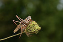 BUITEN BEELD Foto: 385405
