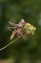 BUITEN BEELD Foto: 385406