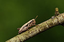 BUITEN BEELD Foto: 385421