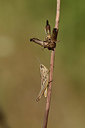 BUITEN BEELD Foto: 385427
