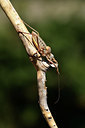 BUITEN BEELD Foto: 385443