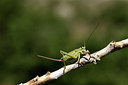 BUITEN BEELD Foto: 385444