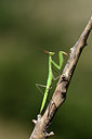 BUITEN BEELD Foto: 385445