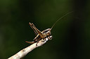 BUITEN BEELD Foto: 385457